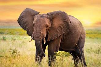 elephant