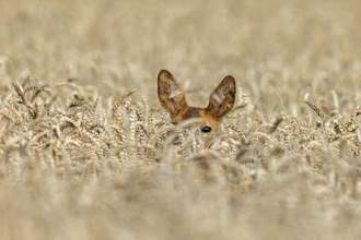female roe deer hidden in the brush