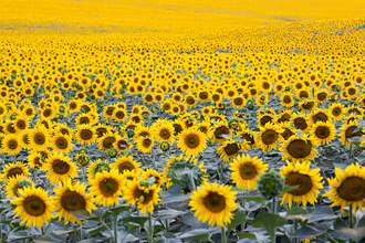 field of sunflowers