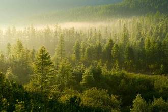 forest illuminated by the rising sun