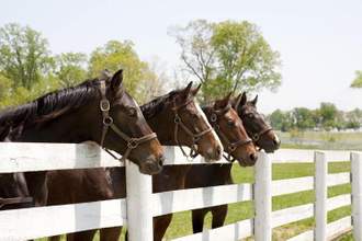 four horses standing behind a fence