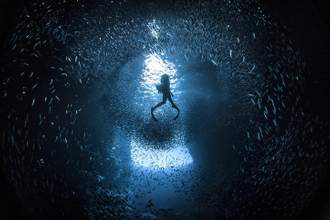 free diver swimming upward through a school of fish