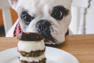french bulldog staring intently at cake on a plate