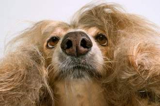 frizzy haired close up of a dog