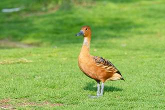 fulvous whistling duck