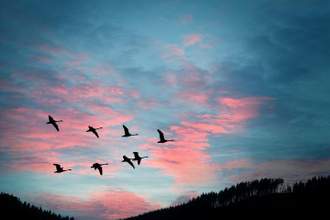 geese flying in arrow formation