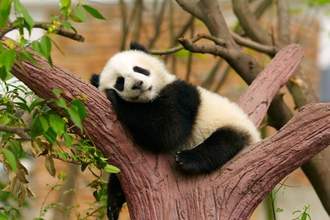 giant baby panda laying lazily in a tree