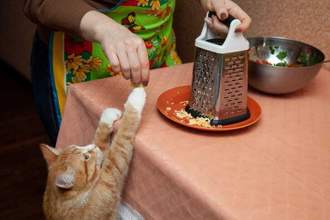 ginger cat reaching up to get a piece of shredded cheese from his owner