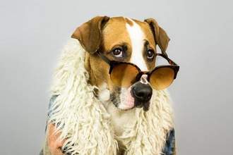 glamorous dog in sunglasses and a flashy coat