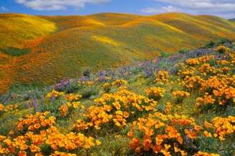 golden poppies in a lush field