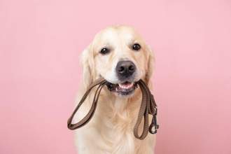 golden retriever looking at the camera while they are holding their leash in their mouth