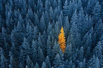 golden-tree-stands-out-among-dark-trees