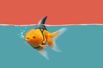 goldfish dressed as a shark