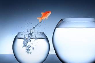 goldfish jumping from a small to large fish bowl