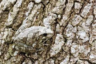 gray tree frog on bark