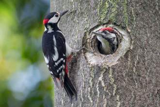 great spotted woodpeckers using a tree as their home