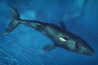 Word of the Day: leviathan