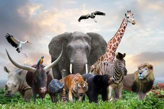 group of wildlife animals in the jungle together