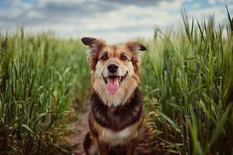 happy dog