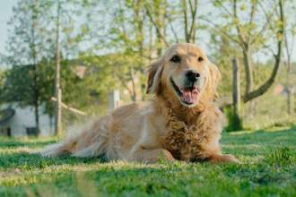 happy golden retriever laying in the grass