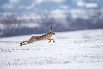 hare running on snow