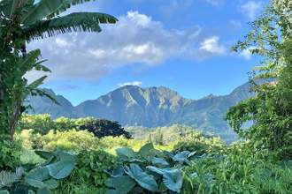 hawaiian landscape of the jungle with mountains in the background