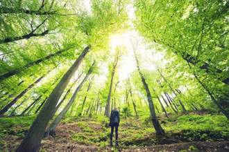 hiker standing in the middle of a large forrest