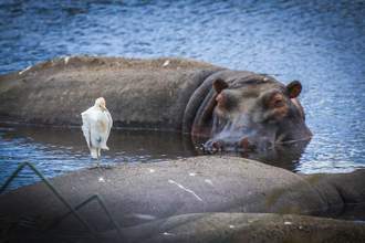 hippopotamus sitting in water nearby a small bird
