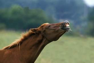 horse with curled lip