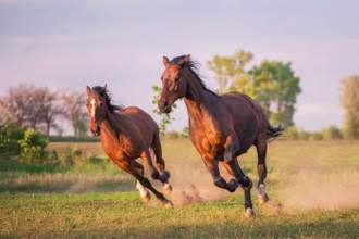 horses running through fields