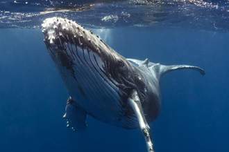 humpback whale in the ocean