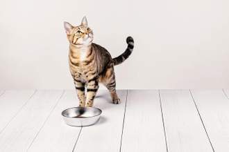 hungry cat standing by its food dish