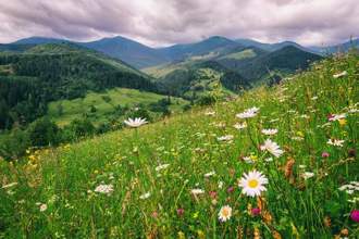 idyllic mountain landscape with flowers