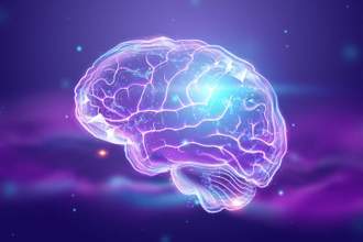 image of the human brain