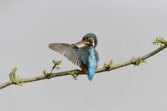 kingfisher cleaning its wings