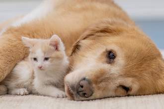 kitten and dog lying together