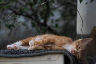 kitten falling asleep