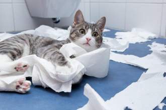 kitten laying on the bathroom floor wrapped in toilet paper looking guilty