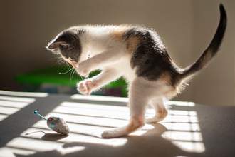kitten pouncing on toy