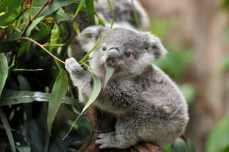 koala eating in the trees