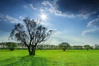 landscape of a trees in a park