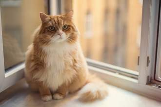 large ginger cat