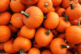 large pile of pumpkins