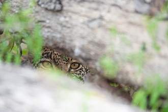 leopard peeking under branch
