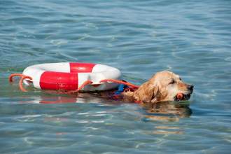 lifeguard dog working in the water