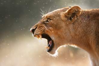 lioness snarling