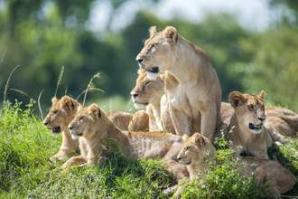 lioness with cubs in the green plains