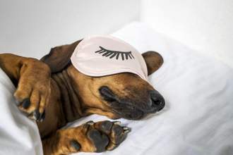 little dog sleeping with an eye mask on