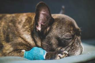 little french bulldog laying down while their paw is wrapped in bandages