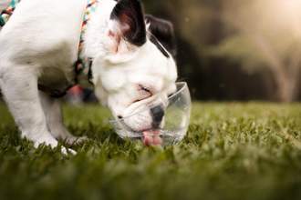 little french bulldog slurping dog water from a bowl